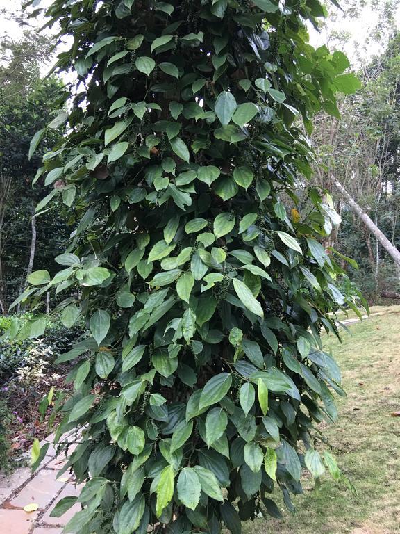 Villa Harmony Farm Wayanad Sultan Bathery Exterior foto